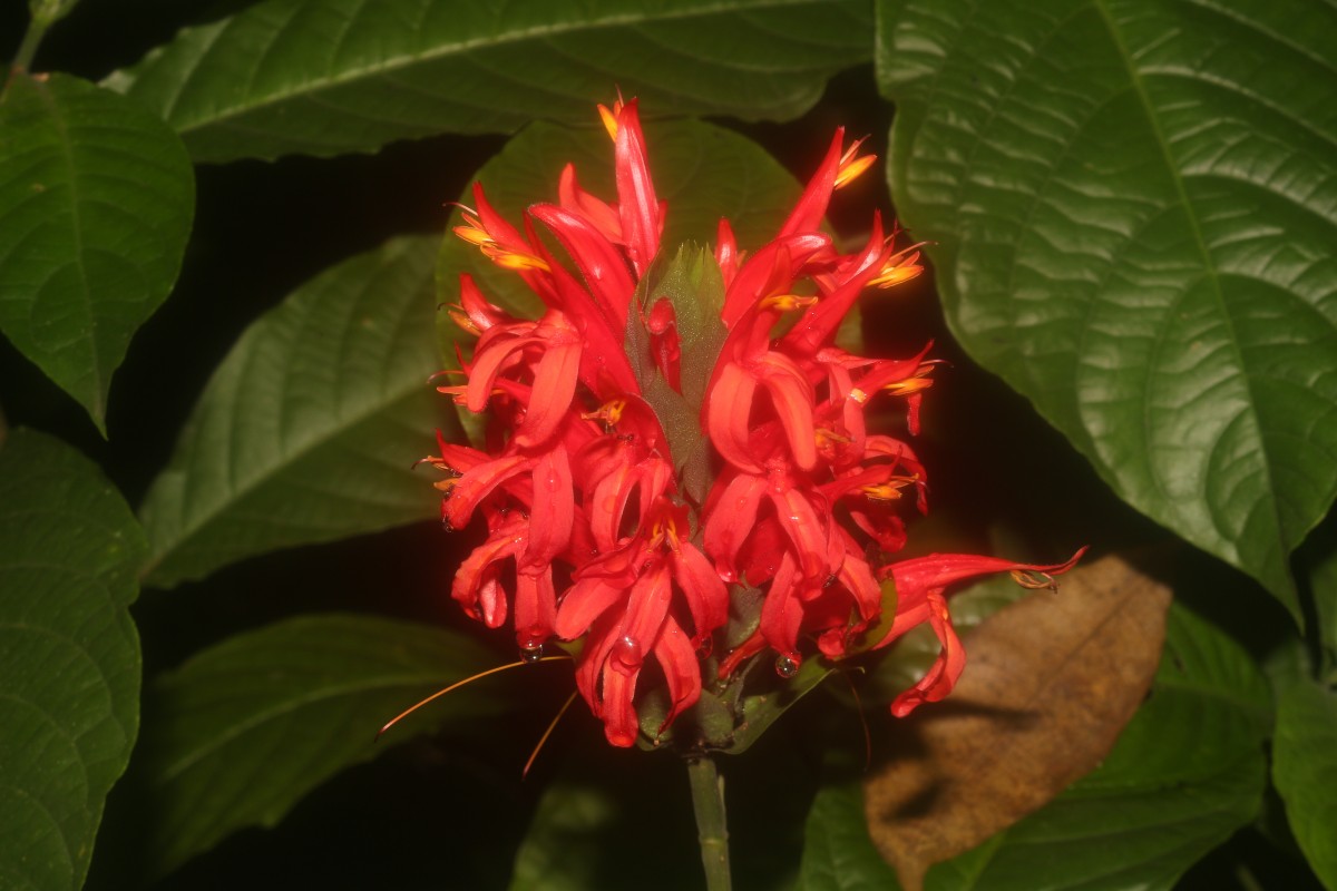 Pachystachys coccinea (Aubl.) Nees